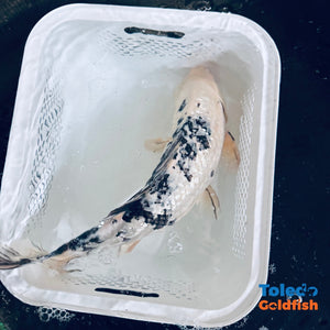 TOLEDO GOLDFISH | Black & White GinRin Live Standard Fin Koi