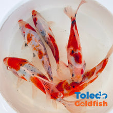 Load image into Gallery viewer, Toledo Goldfish | Candy Cane Shubunkin Goldfish live goldfish with red and white coloration
