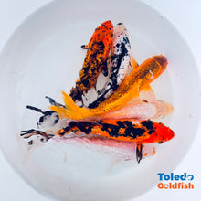 Load image into Gallery viewer, TOLEDO GOLDFISH | Live GinRin Standard Fin Koi 
