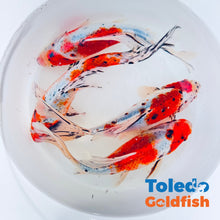 Load image into Gallery viewer, Toledo Goldfish | Large Blue Shubunkin Goldfish 
