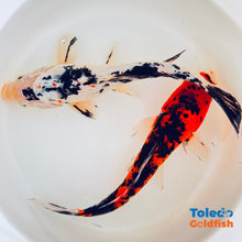 Load image into Gallery viewer, TOLEDO GOLDFISH | Live Standard Fin Koi orange/white/Black color mix
