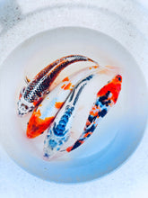 Load image into Gallery viewer, Toledo Goldfish Standard Fin Koi
