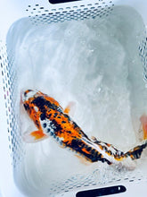 Load image into Gallery viewer, Toledo Goldfish Standard fin koi large for ponds
