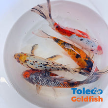 Load image into Gallery viewer, Toledo Goldfish | Large Shubunkin Goldfish Live Fish
