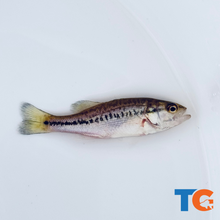 Load image into Gallery viewer, TOLEDO GOLDFISH | Live Largemouth Bass for pond stocking
