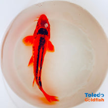 Load image into Gallery viewer, TOLEDO GOLDFISH | Orange Doitsu Live Standard Fin Koi
