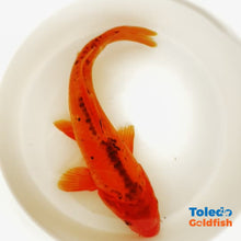 Load image into Gallery viewer, TOLEDO GOLDFISH | Orange Doitsu Live Standard Fin Koi
