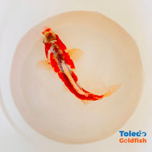 Load image into Gallery viewer, TOLEDO GOLDFISH | Orange White Doitsu Live Standard Fin Koi
