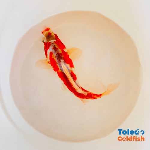 TOLEDO GOLDFISH | Orange White Doitsu Live Standard Fin Koi