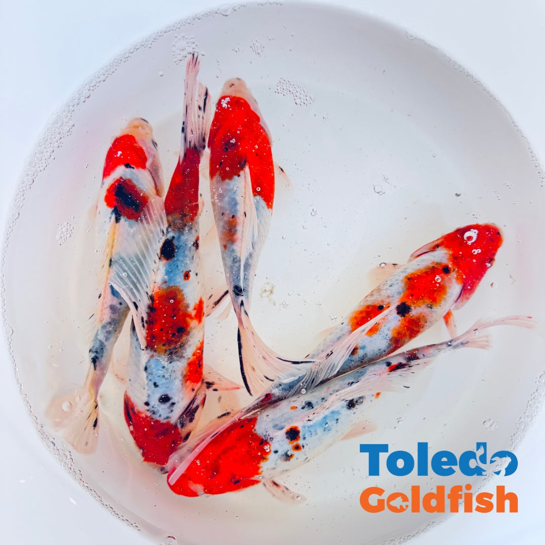 Red Cap Blue Shubunkins | Exact Goldfish | Toledo Goldfish | Live Goldfish