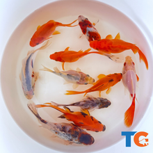 Load image into Gallery viewer, Toledo Goldfish | Sabao goldfish for ponds
