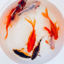 Load image into Gallery viewer, Toledo Goldfish | Sabao goldfish for ponds and watergardens
