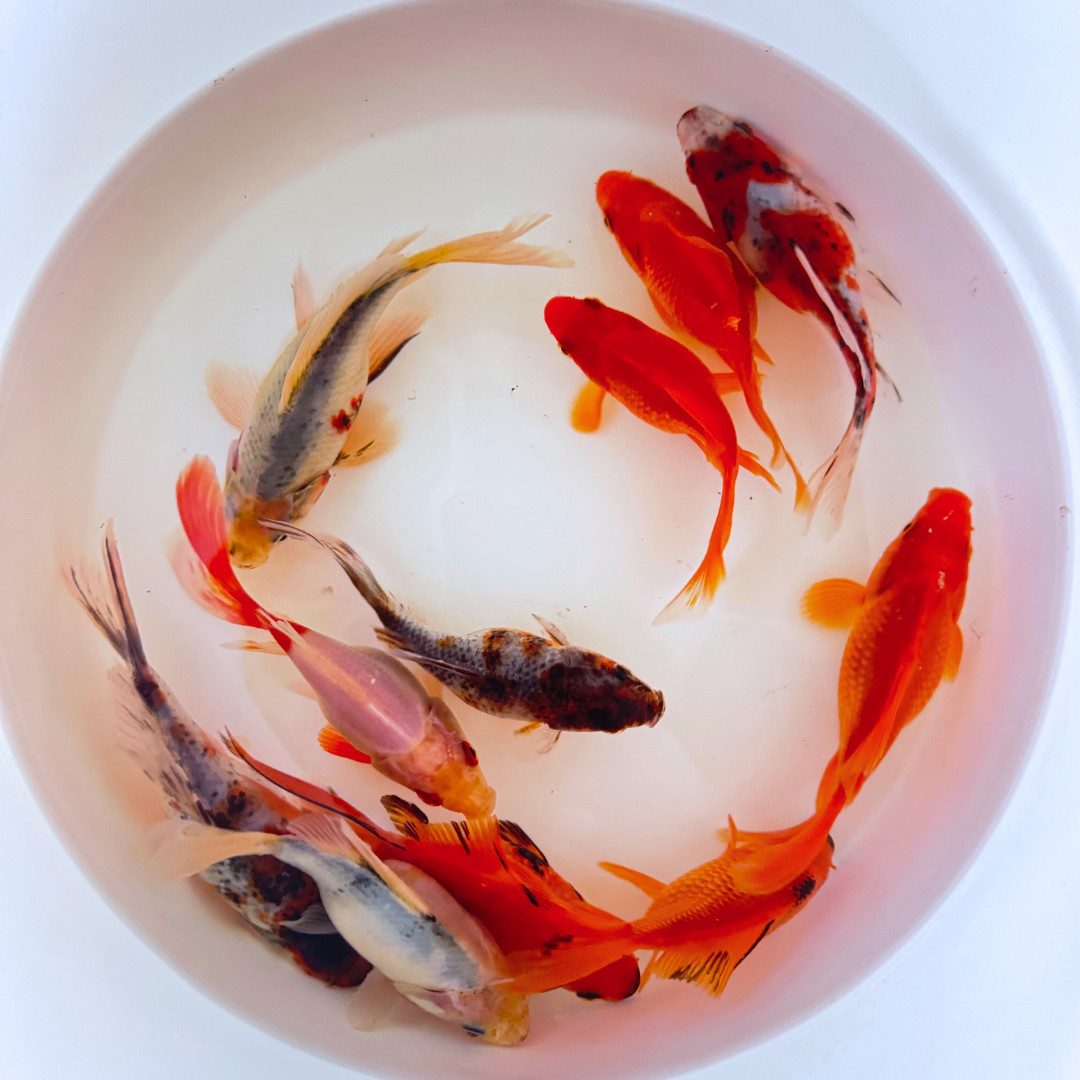 Live Red Fantail Goldfish – Cold Water Freshwater Fish – Toledo Goldfish – Intermediate Care