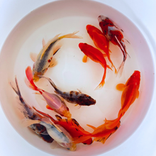 Load image into Gallery viewer, Toledo Goldfish | Sabao goldfish for ponds
