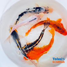 Load image into Gallery viewer, TOLEDO GOLDFISH | Live Standard Fin Koi orange/blue color mix
