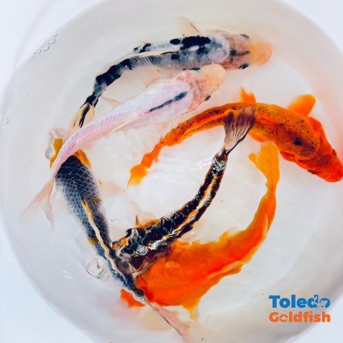 TOLEDO GOLDFISH | Live Standard Fin Koi orange/blue color mix