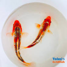 Load image into Gallery viewer, TOLEDO GOLDFISH | Live Standard Fin Koi orange/blue color mix
