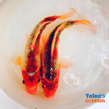 Load image into Gallery viewer, TOLEDO GOLDFISH | Live Standard Fin Koi orange/blue color mix
