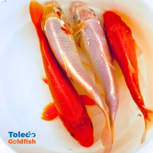 Load image into Gallery viewer, TOLEDO GOLDFISH | Live Standard Fin Koi orange/white color mix
