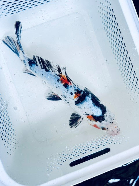 Toledo Goldfish Standard Fin koi tricolored