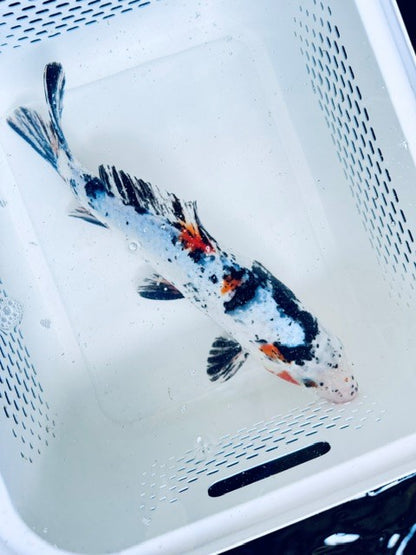 Toledo Goldfish Standard Fin koi tricolored