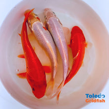 Load image into Gallery viewer, TOLEDO GOLDFISH | Live Standard Fin Koi orange/white color mix
