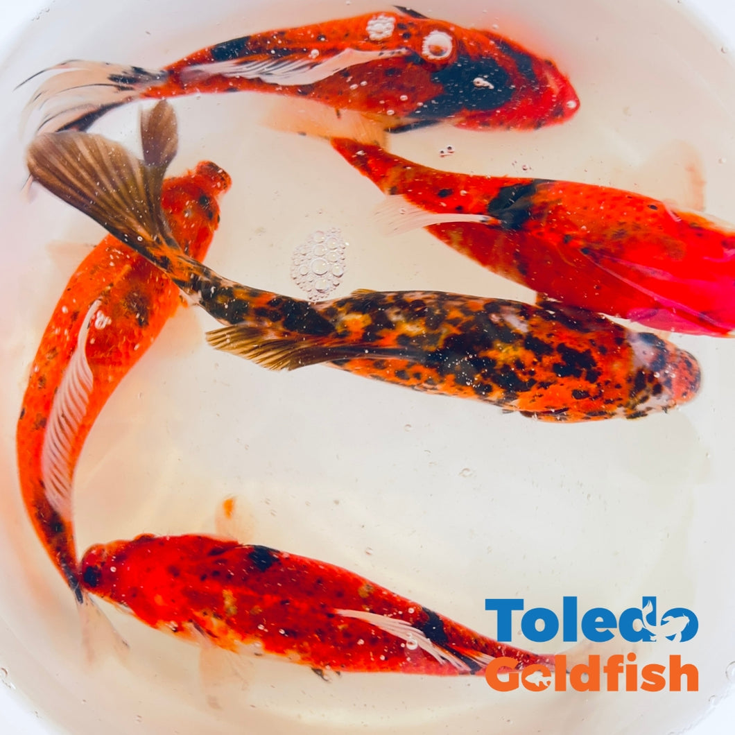 Toledo Goldfish | Tiger Shubunkin Goldfish Live Fish