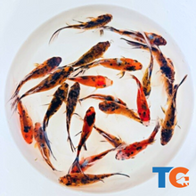 Load image into Gallery viewer, Tiger Shubunkin Goldfish For Sale | FREE SHIPPING | Live Arrival Guarantee
