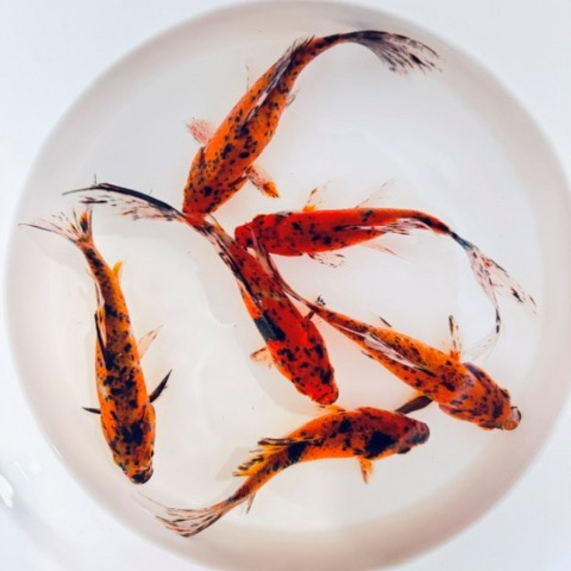 Photo inspiration: Visual Reference: Tiger Shubunkin Goldfish For Sale Buy Live Tiger Shubunkins Online