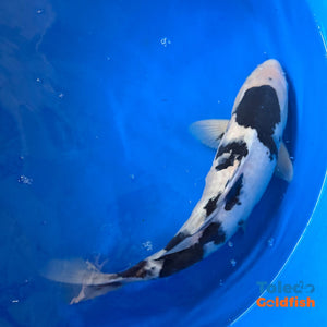 TOLEDO GOLDFISH | Black & White Live Standard Fin Koi