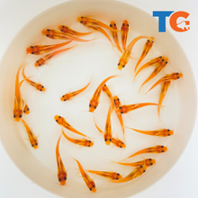 Load image into Gallery viewer, TOLEDO GOLDFISH | Albino Catfish for ponds and lakes
