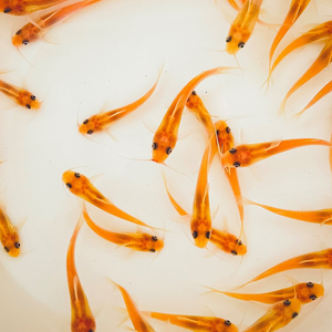 TOLEDO GOLDFISH | Albino Catfish