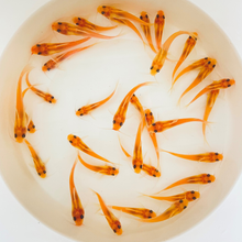 Load image into Gallery viewer, TOLEDO GOLDFISH | Albino Catfish for pond stocking or lakes
