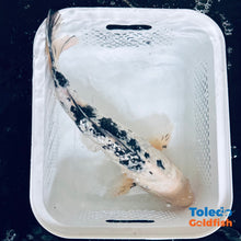 Load image into Gallery viewer, TOLEDO GOLDFISH | Black &amp; White GinRin Live Standard Fin Koi
