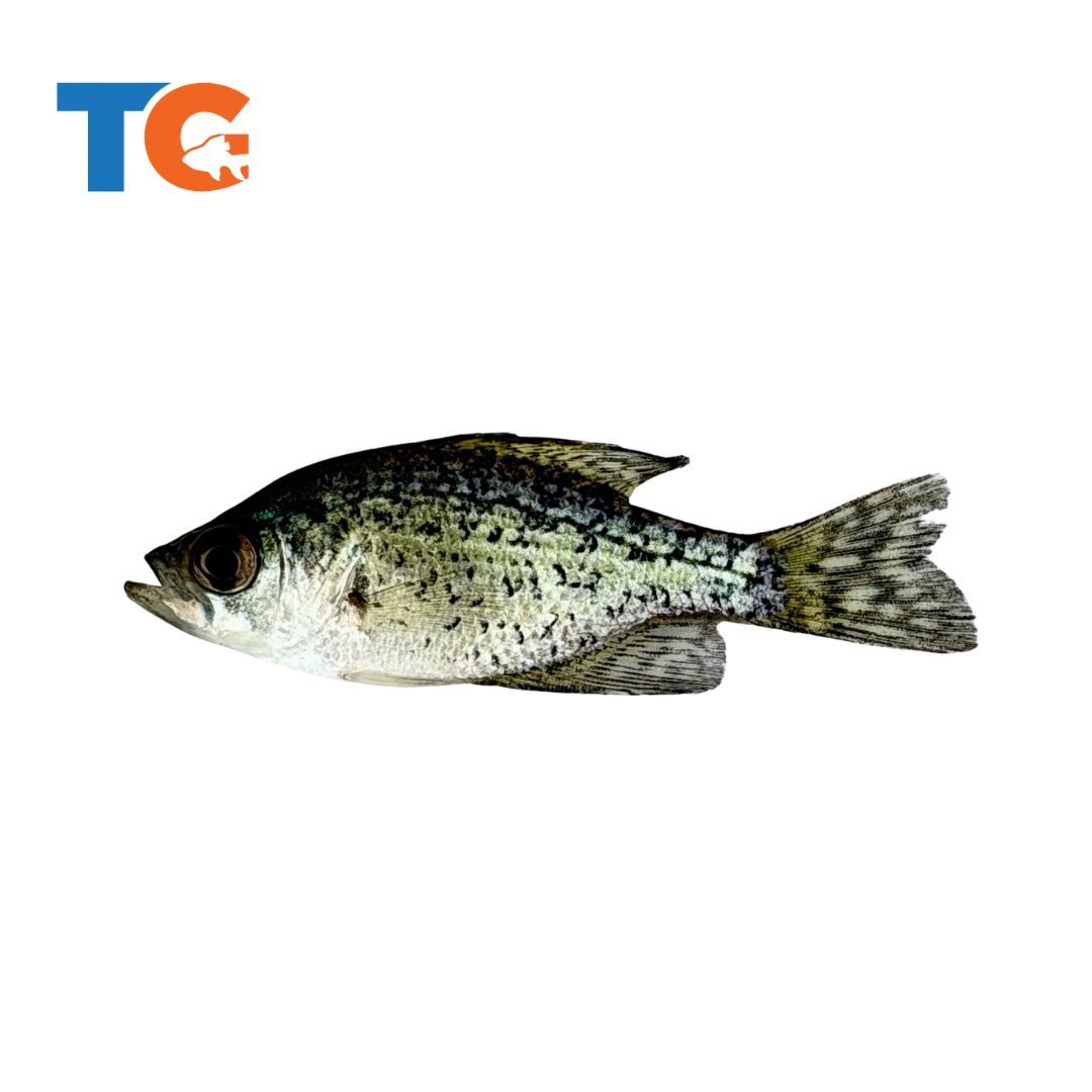 Toledo Goldfish black crappie side view