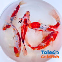 Load image into Gallery viewer, Toledo Goldfish | Candy Cane Shubunkin Goldfish live goldfish with red and white coloration
