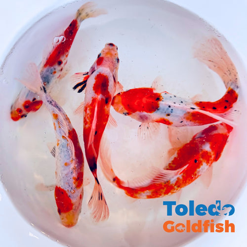 Toledo Goldfish | Candy Cane Shubunkin Goldfish live goldfish with red and white coloration