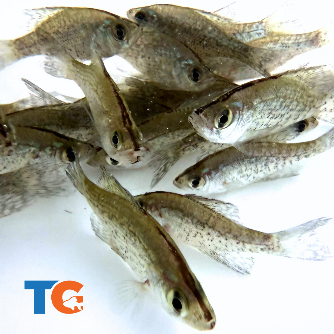 Toledo Goldfish Crappie for lakes and ponds