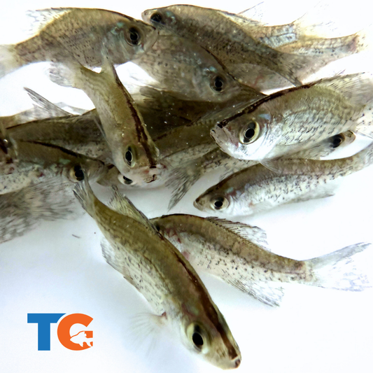 Toledo Goldfish Crappie for lakes and ponds