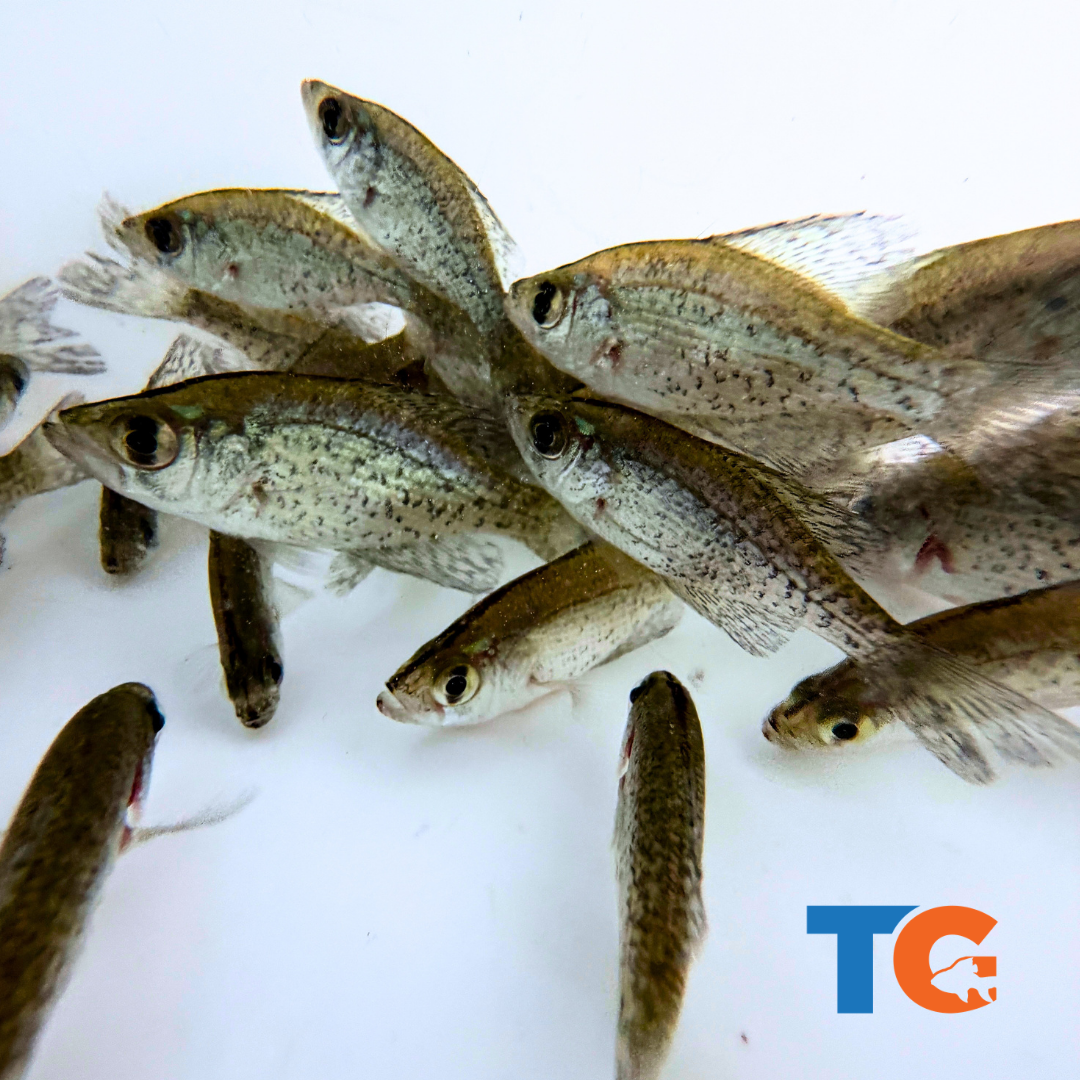 Toledo Goldfish Crappie for ponds and lakes