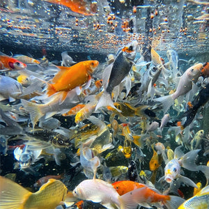 Toledo Goldfish colorful koi feeding underwater