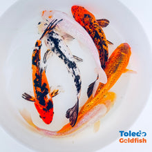 Load image into Gallery viewer, TOLEDO GOLDFISH | Live GinRin Standard Fin Koi of different colors with glitter or sparkle koi
