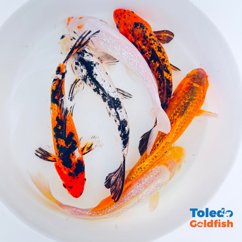 TOLEDO GOLDFISH | Live GinRin Standard Fin Koi of different colors with glitter or sparkle koi