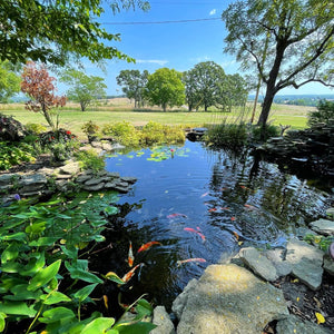 Toledo Goldfish | Live colorful koi in water garden pond