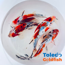 Load image into Gallery viewer, Toledo Goldfish | Large Blue Shubunkin Goldfish 
