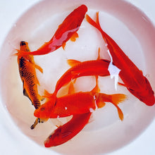 Load image into Gallery viewer, TOLEDO GOLDFISH | Large goldfish &amp; Koi sale
