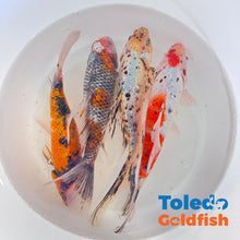 Load image into Gallery viewer, Toledo Goldfish | Large Shubunkin Goldfish Live Fish
