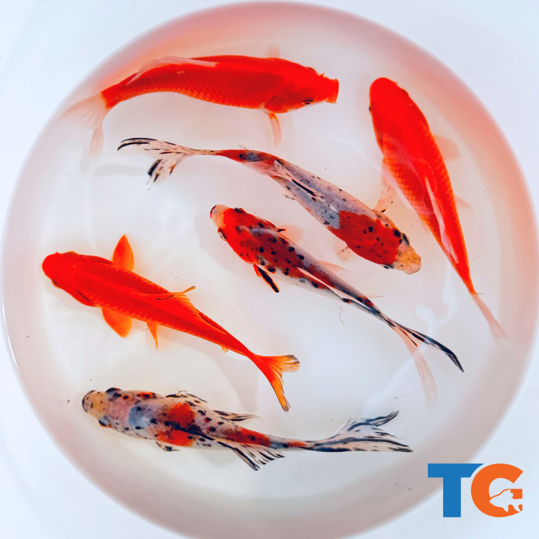 Comet Goldfish For Sale - Buy Live Goldfish Online | Toledo Goldfish