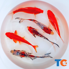 Load image into Gallery viewer, TOLEDO GOLDFISH | Shubunkin and common goldfish
