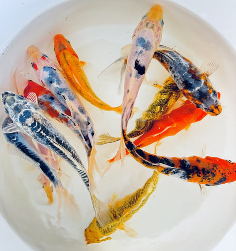 TOLEDO GOLDFISH | Large goldfish & Koi sale